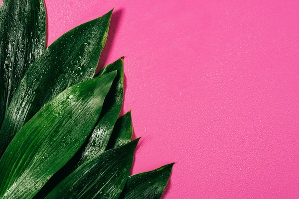 Bovenaanzicht Van Water Druppels Groen Gebladerte Roze Achtergrond — Stockfoto