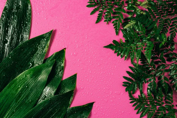 ピンクの背景に配置された緑の葉の水滴のトップ ビュー — ストック写真