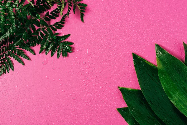 top view of water drops on arranged green leaves on pink backdrop