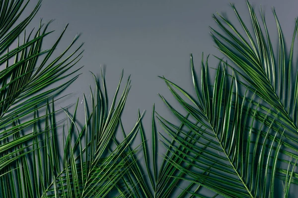 top view of green palm leaves arranged on grey backdrop
