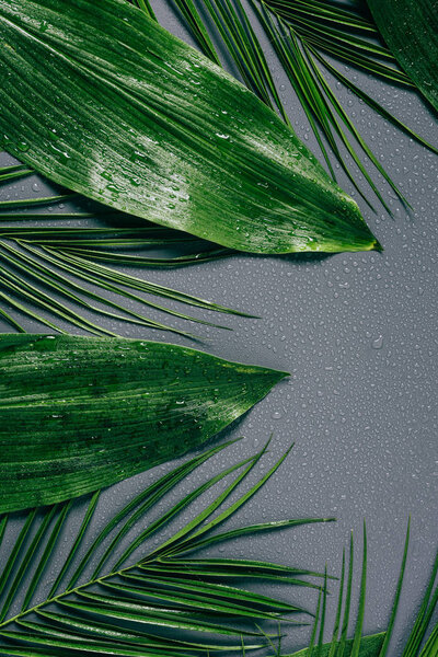 flat lay with assorted green foliage with water drops on grey backdrop