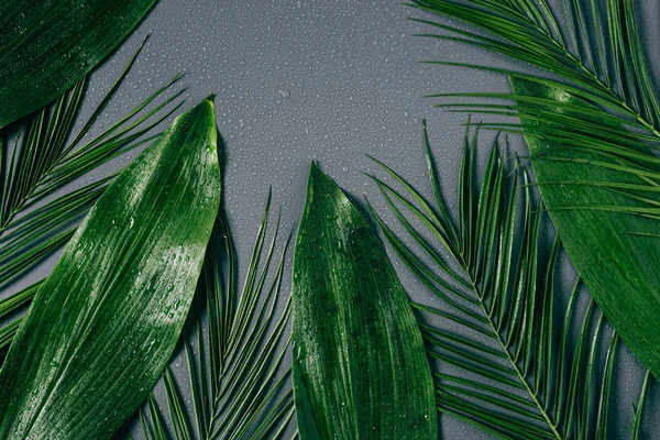 flat lay with assorted green foliage with water drops on grey backdrop