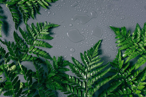 flat lay with arrangement of green fern plants with water drops on grey backdrop