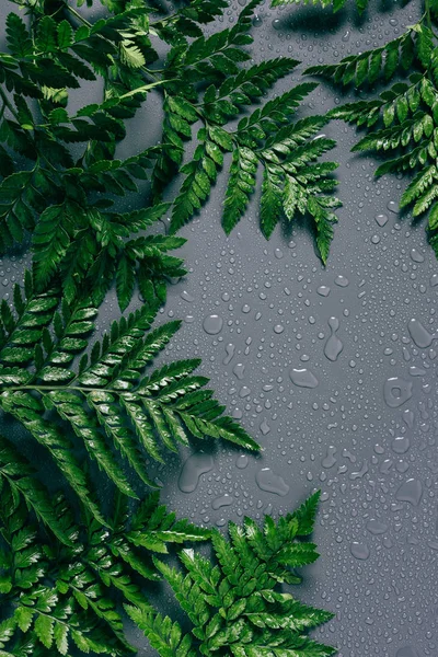 Flat Lay Arrangement Green Fern Plants Water Drops Grey Backdrop — Stock Photo, Image