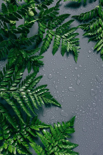 flat lay with arrangement of green fern plants with water drops on grey backdrop