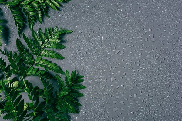 Плоский Ліжко Розташуванням Зелених Рослин Папороті Краплями Води Сірому Фоні — стокове фото