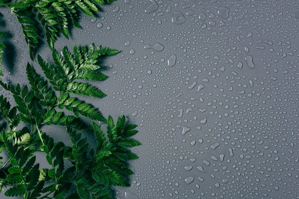 flat lay with arrangement of green fern plants with water drops on grey backdrop