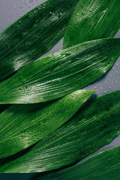 Flat Lay Arranged Green Leaves Water Drops Grey Backdrop — Free Stock Photo