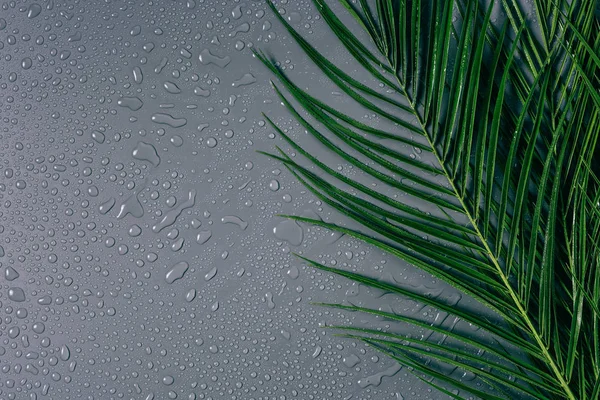 Posa Piatta Con Foglie Palma Esotiche Con Gocce Acqua Disposte — Foto Stock