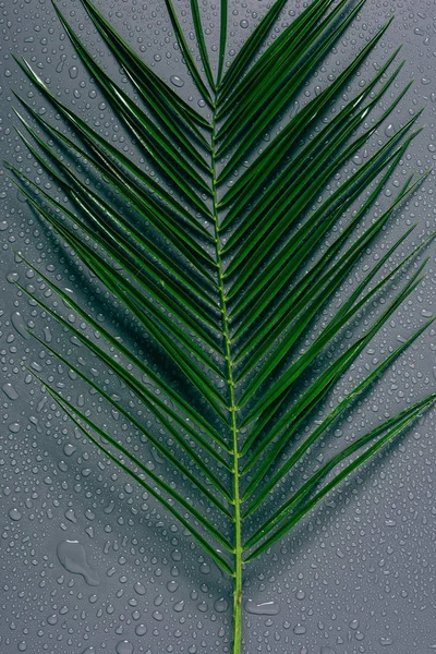 top view of green palm leaf with water drops on grey background