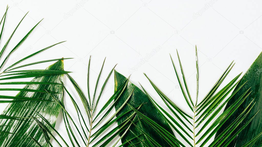 flat lay with assorted green foliage with water drops on white backdrop