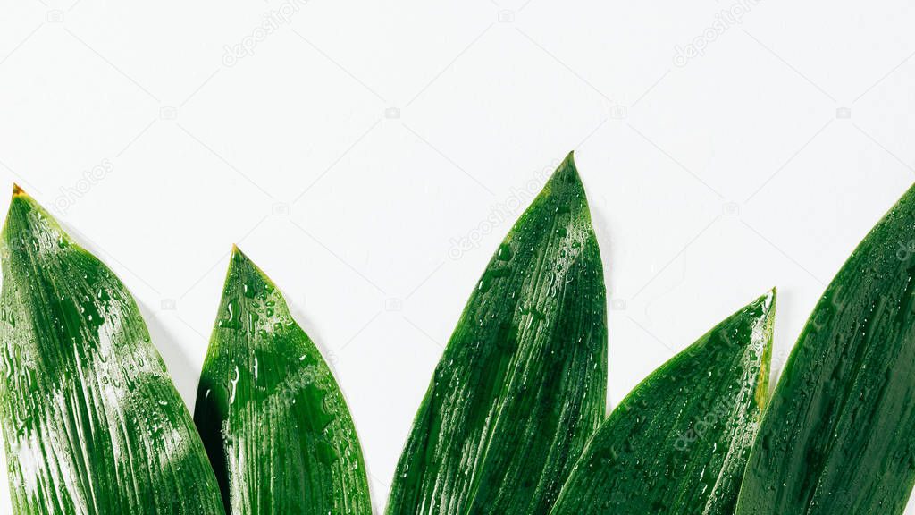 top view of green foliage with water drops on white background