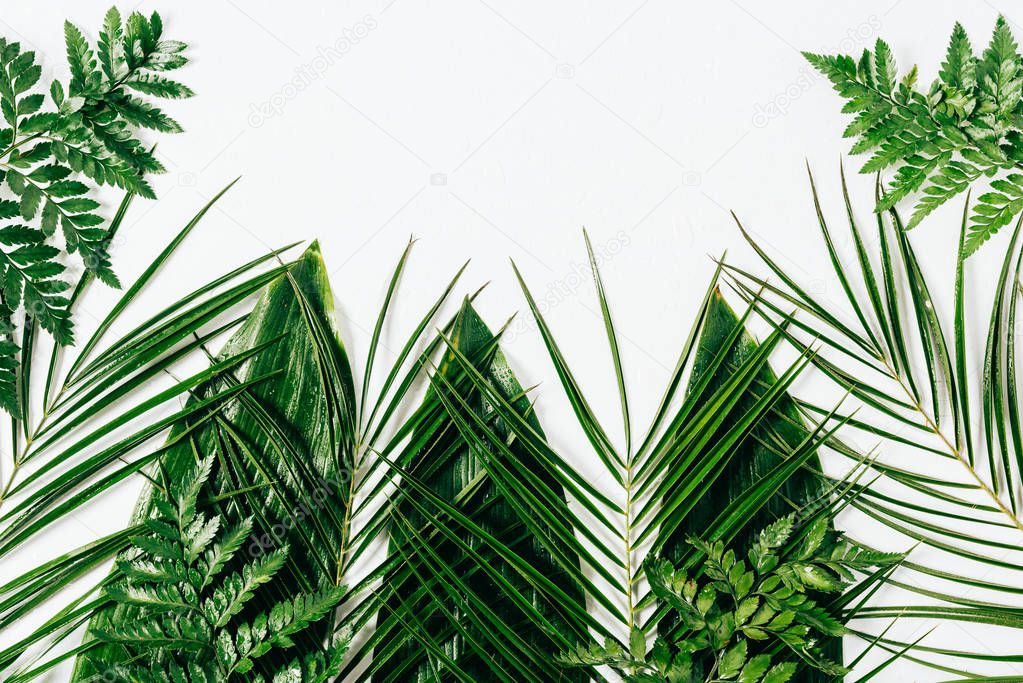 flat lay with assorted wet green foliage on white backdrop