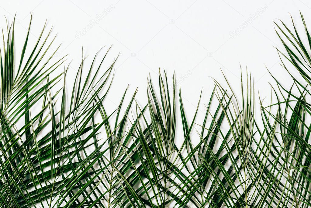 flat lay with green palm leaves arranged on white backdrop