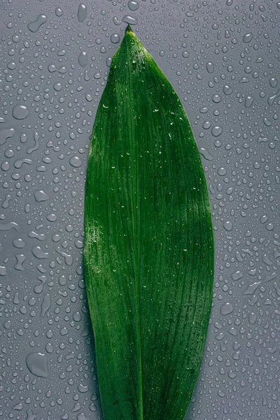 Bovenaanzicht Van Groene Blad Met Water Druppels Grijze Achtergrond — Gratis stockfoto