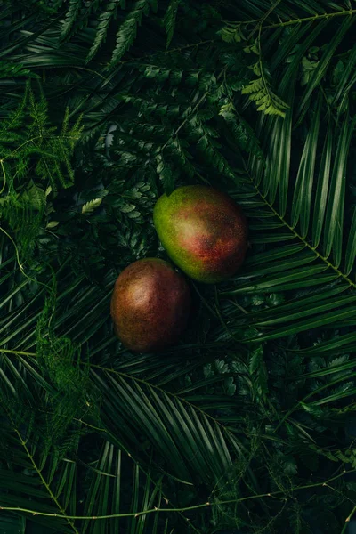 Vista Superior Dos Mangos Enteros Sobre Hojas Palma Verde — Foto de Stock