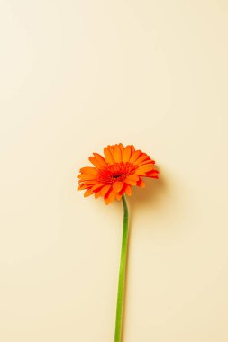 bej renkli arka plan üzerinde turuncu gerbera çiçek üstten görünüm
