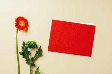 kırmızı ve beyaz boş kart, güzel gerbera ve kasımpatı çiçekleri bej zemin üzerinde düzenleme ile düz lay