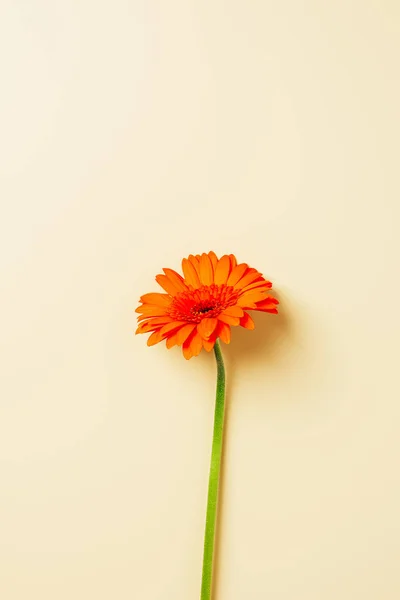 Widok Góry Gerbera Pomarańczowy Kwiat Beżowym Tle — Zdjęcie stockowe
