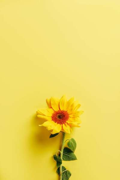 top view of beautiful sunflower on yellow background