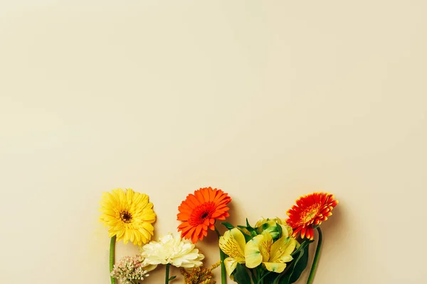 Flat lay with beautiful gerbera and lily flowers arrangement on beige backdrop — Stock Image Flat Lay Beautiful Gerbera Lily Flowers Arrangement Beige Backdrop Royalty Free Stock Images