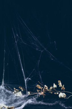 dry branch in spider web in darkness, halloween background clipart