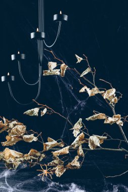 dry branch with leaves in spider web in darkness with candles clipart
