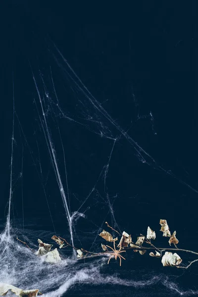 Ξηρό Υποκατάστημα Στον Ιστό Της Αράχνης Στο Σκοτάδι Απόκριες Φόντο — Φωτογραφία Αρχείου