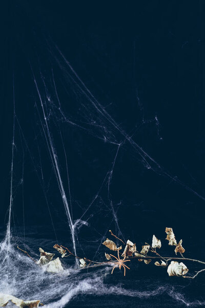 dry branch in spider web in darkness, halloween background