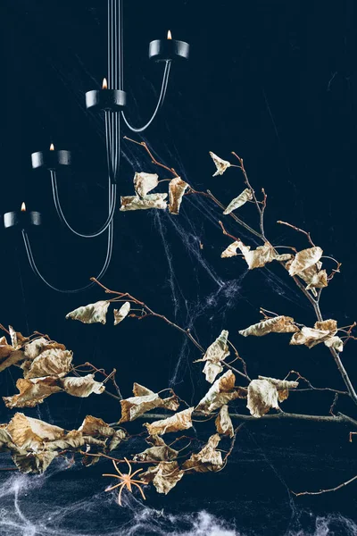 Dry Branch Leaves Spider Web Darkness Candles — Stock Photo, Image