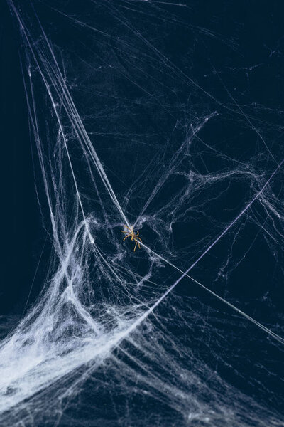 white web and spider in darkness, creepy halloween decor