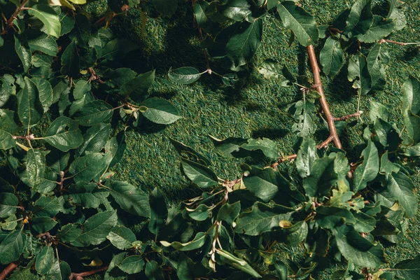 Вид Зверху Свіжі Яблучні Гілочки Фоні Трави — стокове фото