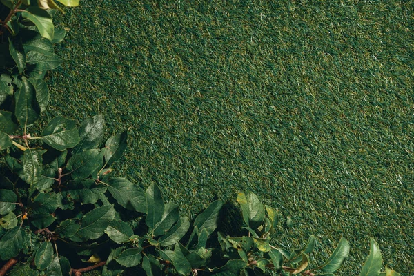 Vista Superior Folhas Macieira Fundo Grama Verde — Fotografia de Stock