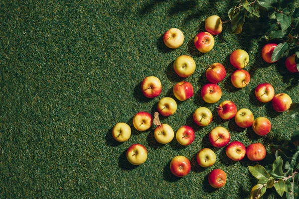 Bovenaanzicht Met Biologische Appels Groen Gras — Stockfoto