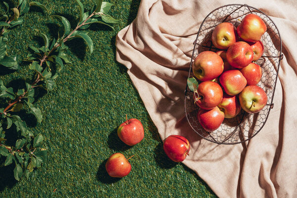 red apples in metal basket on sacking cloth with apple tree leaves on grass