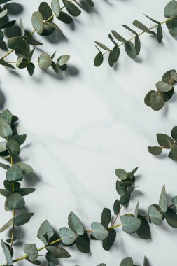 top view of eucalyptus leaves on white background clipart