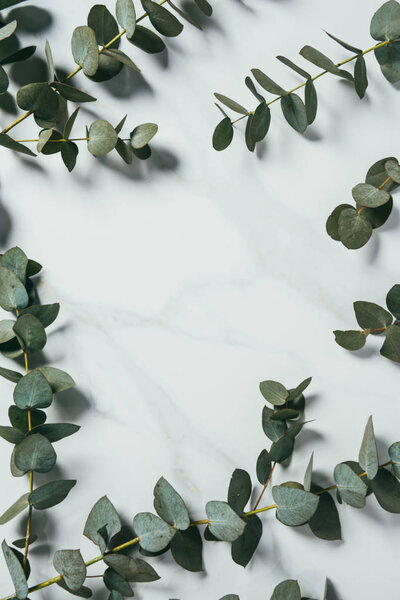 top view of eucalyptus leaves on white background