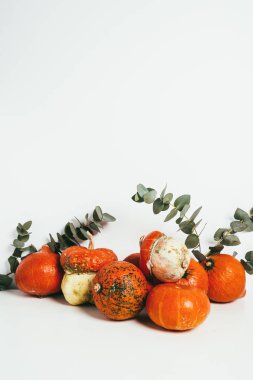 Natürmort okaliptüs ile turuncu kabak ile beyaz arka plan üzerinde bırakır