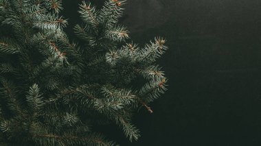 green fir branches on dark background clipart