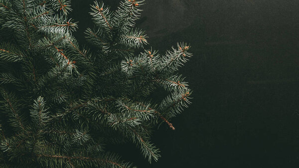 green fir branches on dark background