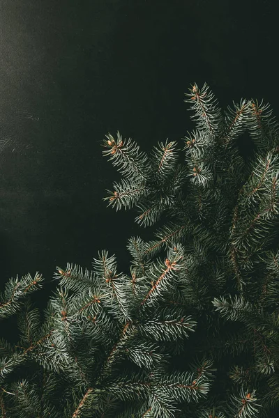 Green Fir Branches Black Background — Stock Photo, Image