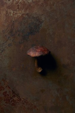 top view of uncooked suillus mushroom on dark grunge surface  clipart