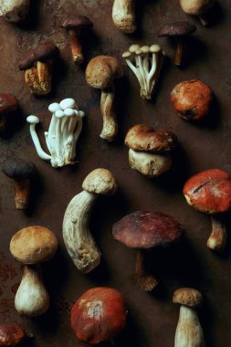 top view of assorted raw edible mushrooms on dark grunge background  clipart