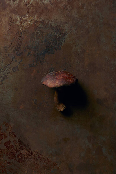 top view of uncooked suillus mushroom on dark grunge surface 