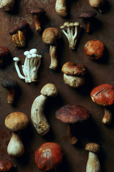 вид сверху на разнообразные сырые съедобные грибы на темном фоне гранжа
 