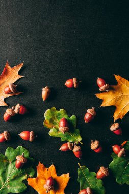 siyah arka plan üzerine tam kare meşe palamutları ve meşe yaprakları