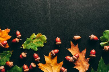 siyah arka plan üzerine tam kare meşe palamutları ve meşe yaprakları
