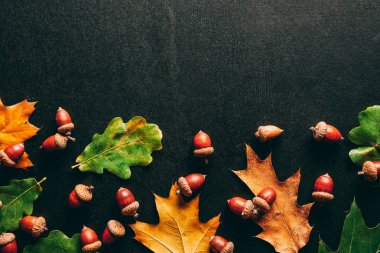 full frame of acorns and oak leaves on black background clipart