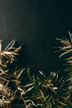 flat lay with common sea buckthorn branches arranged on black background clipart