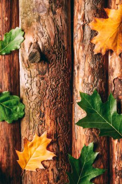 top view of oak fallen leaves on wooden background clipart